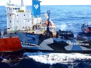 ambientalisti contro uccisione balene ambientalisti contro uccisione balene