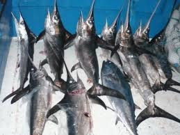pesce spada pesce spada