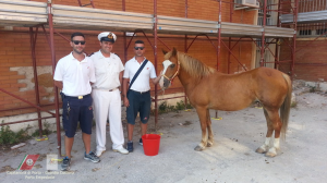 CAVALLO TRE CAVALLO TRE