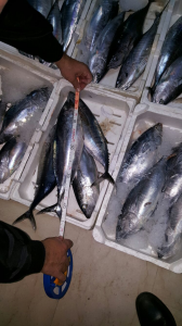 pozzuoli mercato ittici rettangolare pozzuoli mercato ittici rettangolare