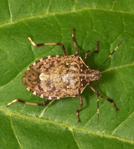 cimice-asiatica-m-web cimice-asiatica-m-web